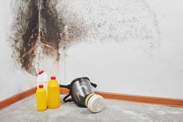 Best Mold Testing  in Rshfield Hills, MA