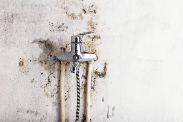 Best Mold Damage Repair  in Rshfield Hills, MA