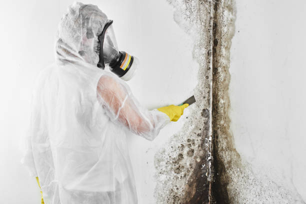 Best Professional Mold Removal  in Rshfield Hills, MA