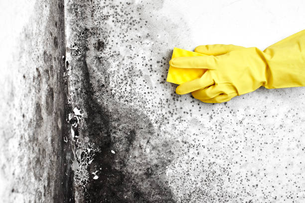 Best Emergency Mold Removal  in Rshfield Hills, MA