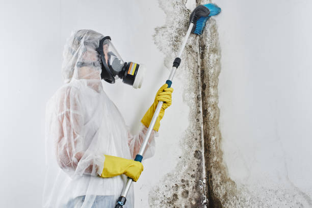 Best Mold Remediation  in Rshfield Hills, MA