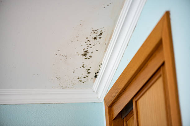 Best Black Mold Removal  in Rshfield Hills, MA