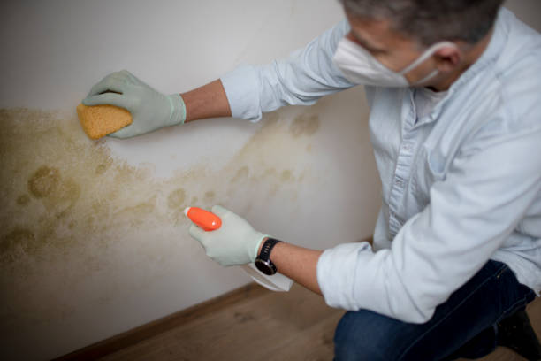 Best Certified Mold Removal  in Rshfield Hills, MA