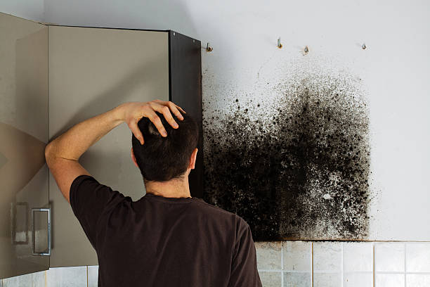 Best Office Mold Removal Services  in Rshfield Hills, MA