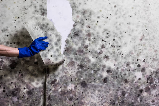 Best Crawl Space Mold Removal  in Rshfield Hills, MA